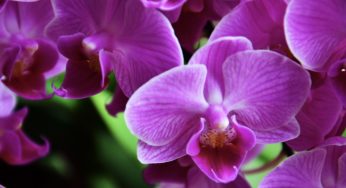 Orchid-dontics